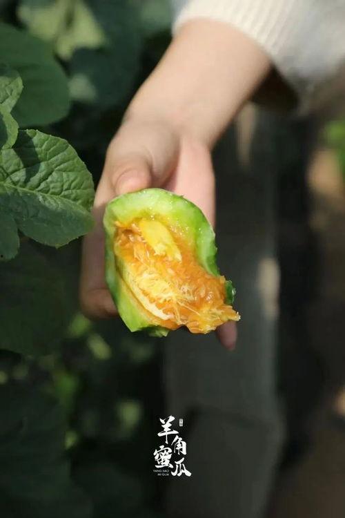 俄罗斯吃羊角瓜视频,传统与创新完美融合