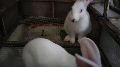 兔子吃清瓜吗怎么吃的视频,吃法与营养全解析