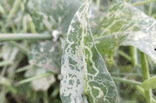 农村最火视频吃蓝瓜叶