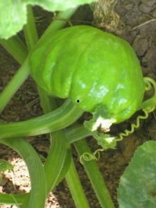 农村最火视频吃蓝瓜叶